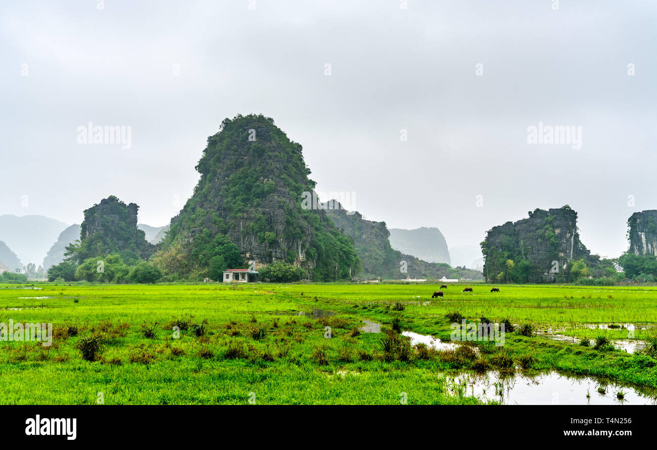 Trang un paesaggio panoramico complesso in Vietnam Foto Stock