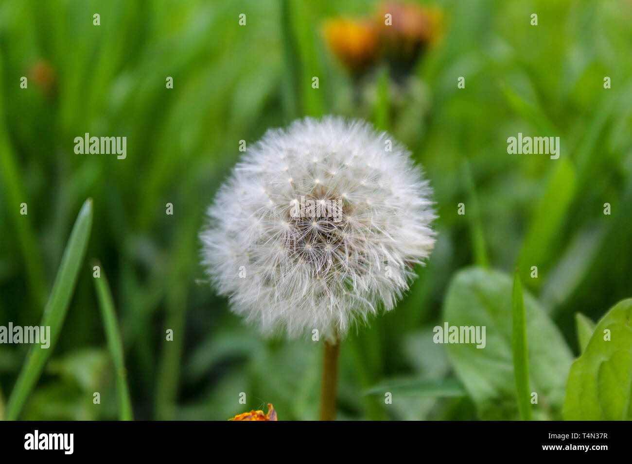 Tarassaco seedhead closeup Foto Stock