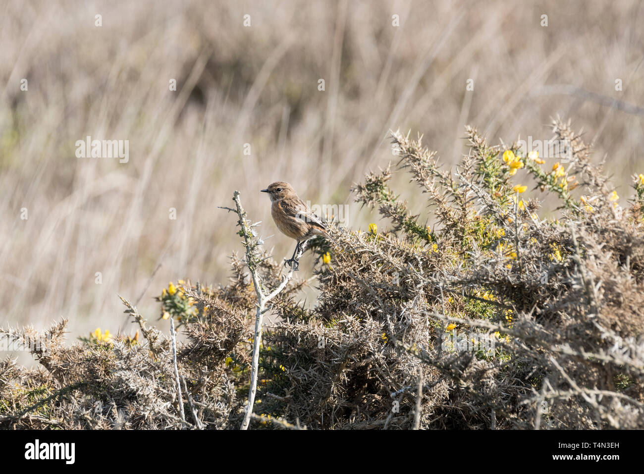 Femmina (Stonechat Saxicola rubicola) arroccato su Gorse Foto Stock