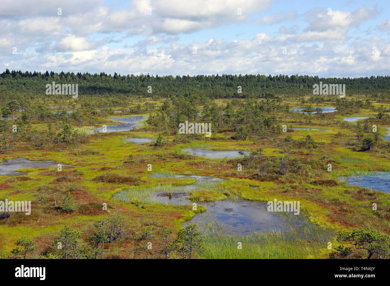 Soomaa National Park, Estonia. Soomaa Nemzeti Park, Észtország. Foto Stock