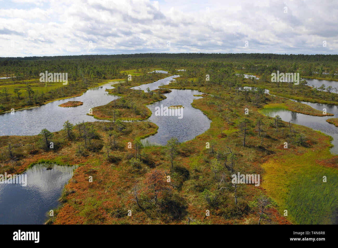 Soomaa National Park, Estonia. Soomaa Nemzeti Park, Észtország. Foto Stock