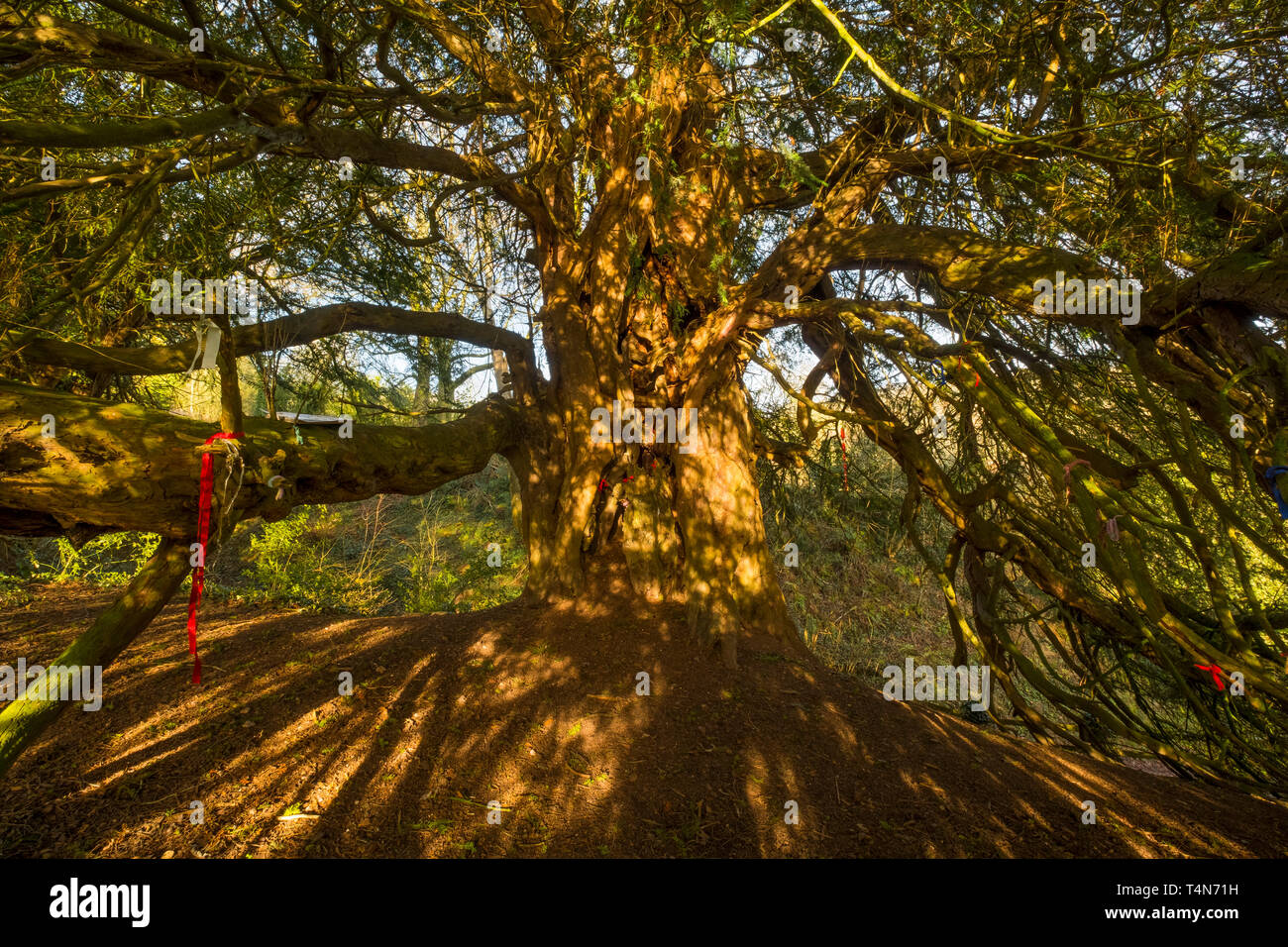 Antico albero di Yew nel sagrato a speranza Bagot, Shropshire, Inghilterra, Regno Unito Foto Stock