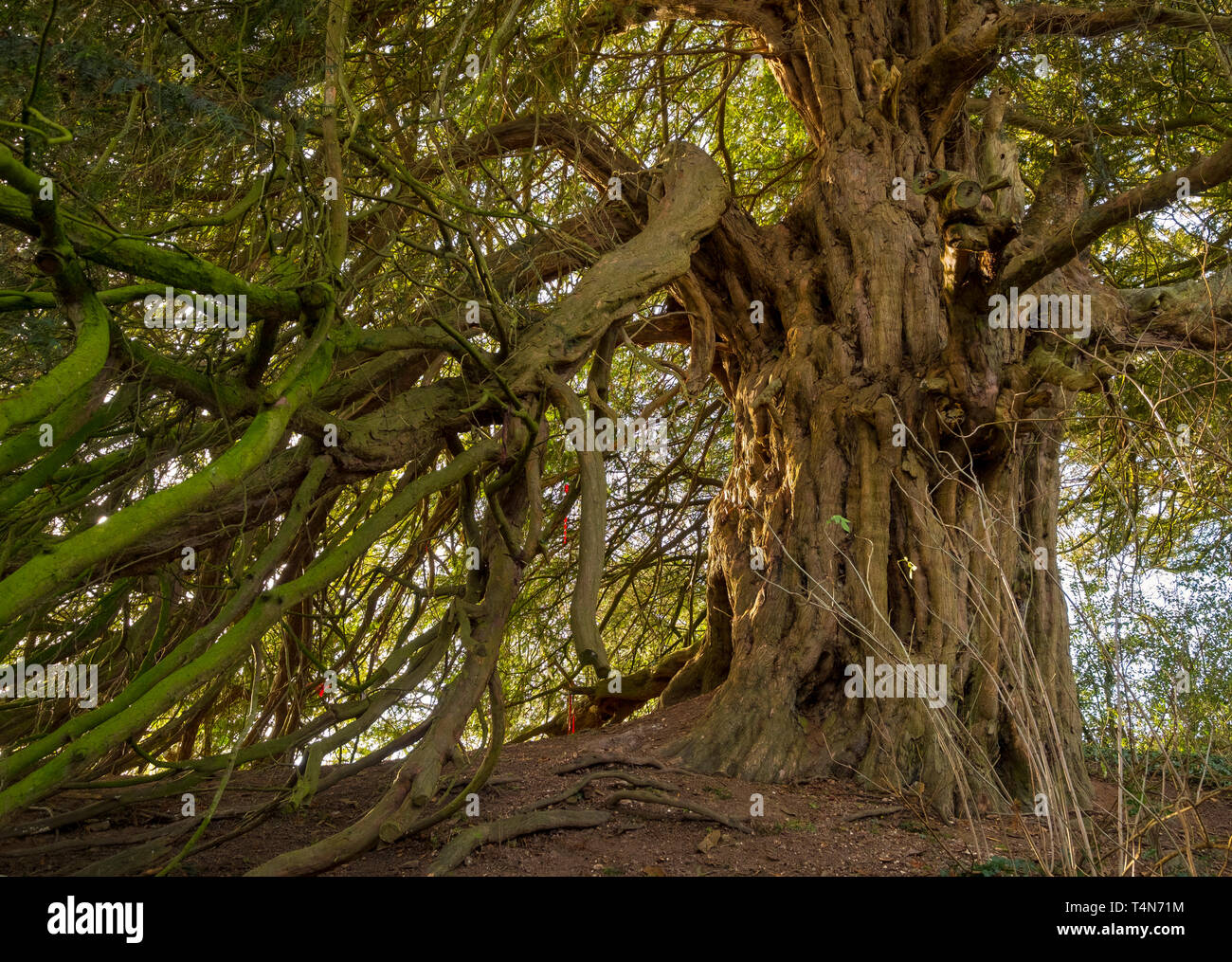 Antico albero di Yew nel sagrato a speranza Bagot, Shropshire, Inghilterra, Regno Unito Foto Stock