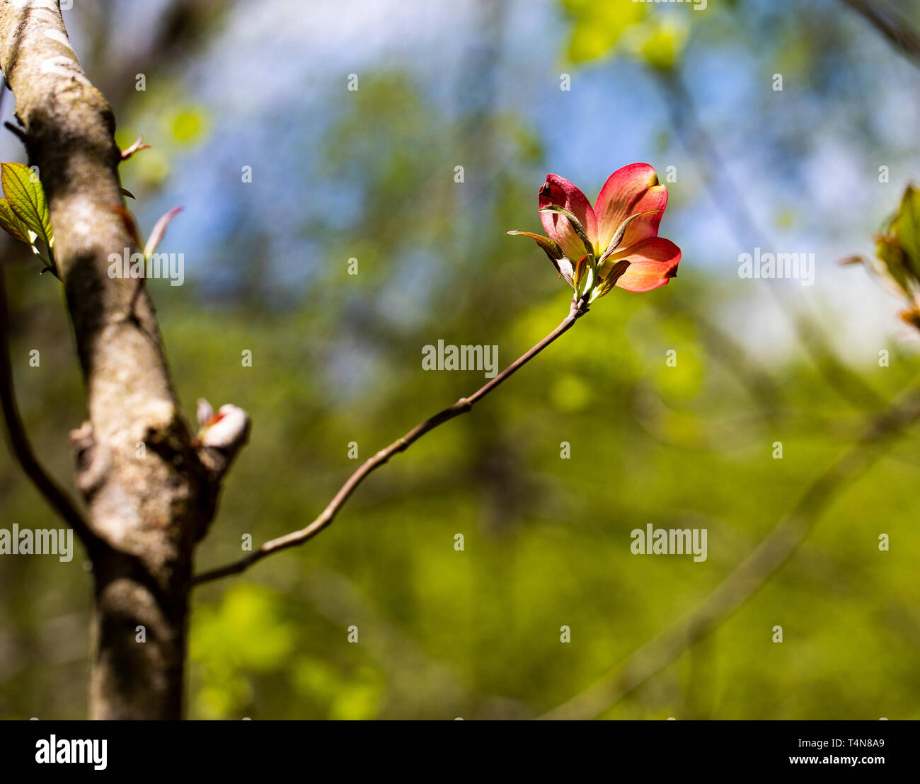 Rosa sanguinello bloom illuminata nella Carolina del Nord il bosco; formato orizzontale. Foto Stock