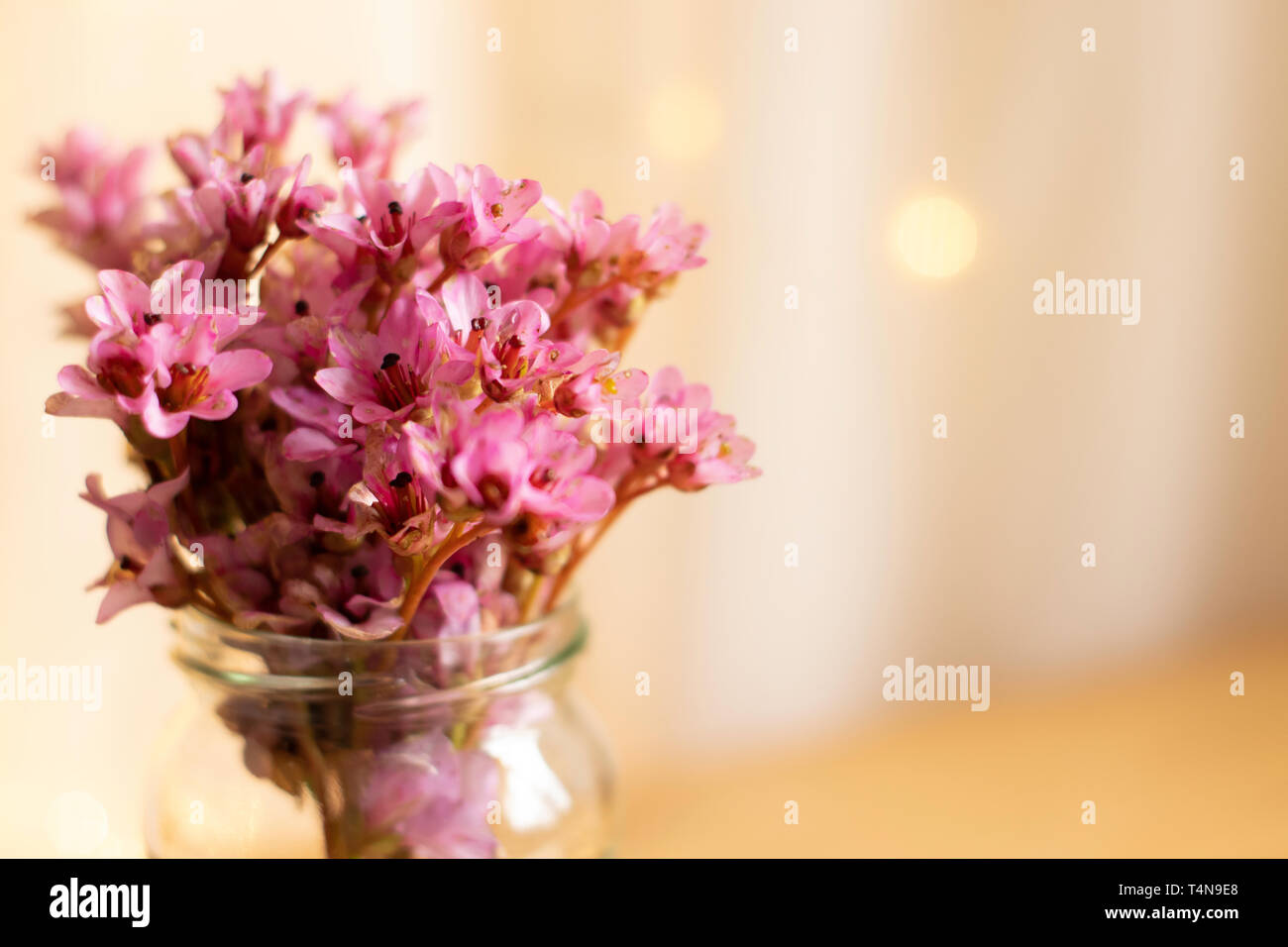 Rosa Bergenia fiori in un chiaro vaso di vetro su una superficie di legno con una sfocata sfondo bokeh - fiori floreale femminile rosa Foto Stock