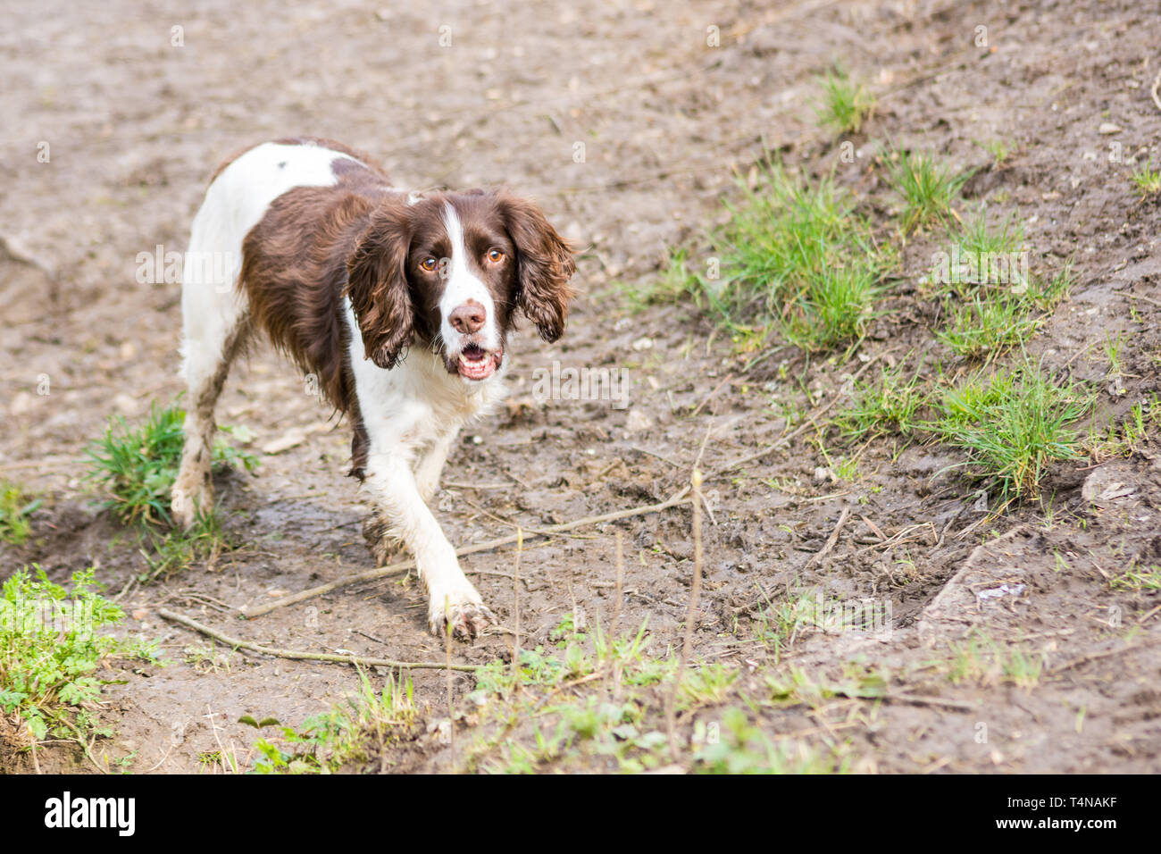 Un fegato e bianco springer spaniel con piedi fangosi è su un basso banca fangoso guardando in alto e in passato la fotocamera Foto Stock