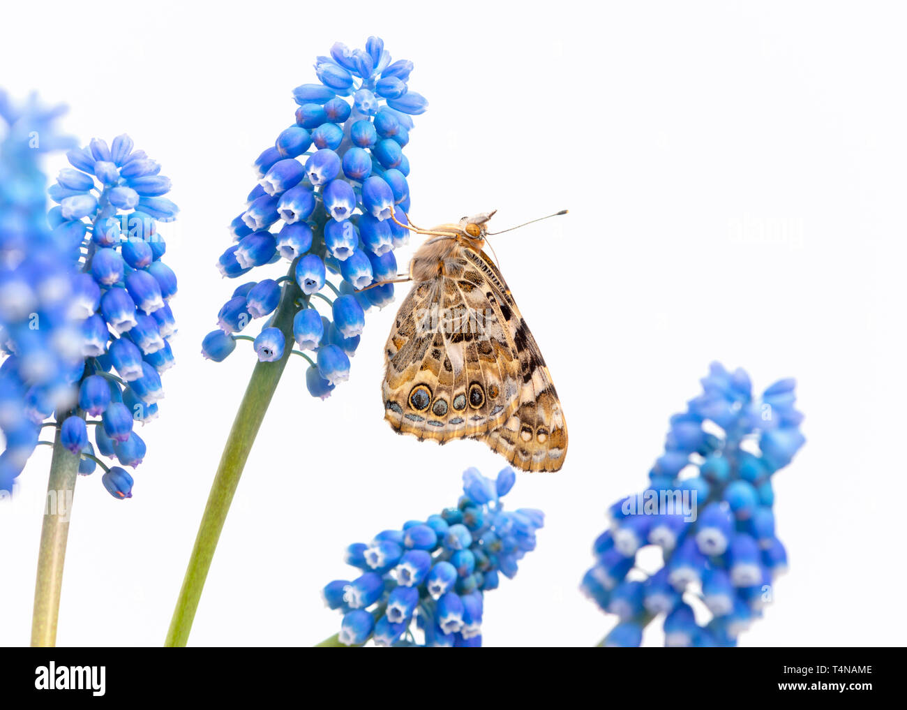 Dipinto di lady butterfly poggiante su un giacinto d'uva - Vista laterale su sfondo bianco Foto Stock
