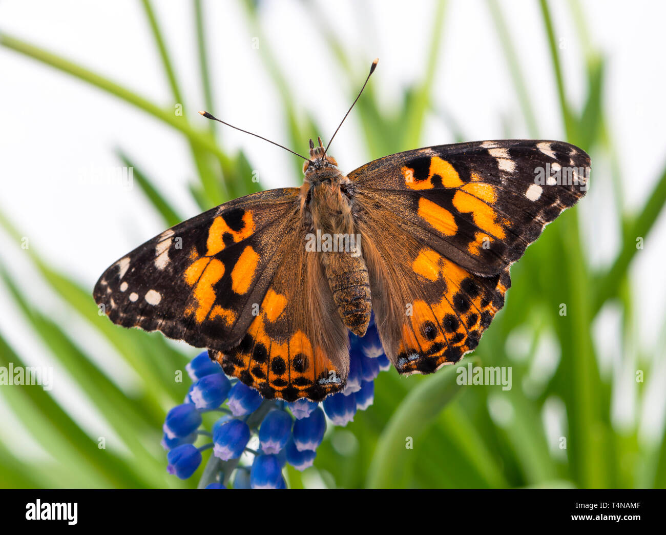 Dipinto di lady butterfly in appoggio su un'uva giacinto, con ali stese aperto - vista superiore Foto Stock