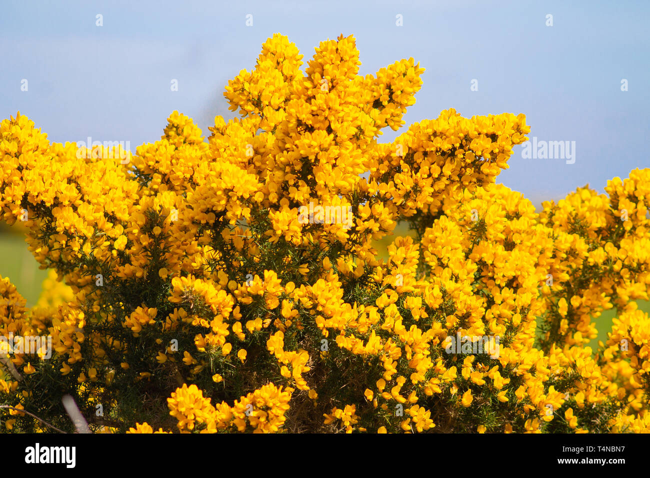 Gorse ‎Ulex europaeus nel pieno fiore Foto Stock