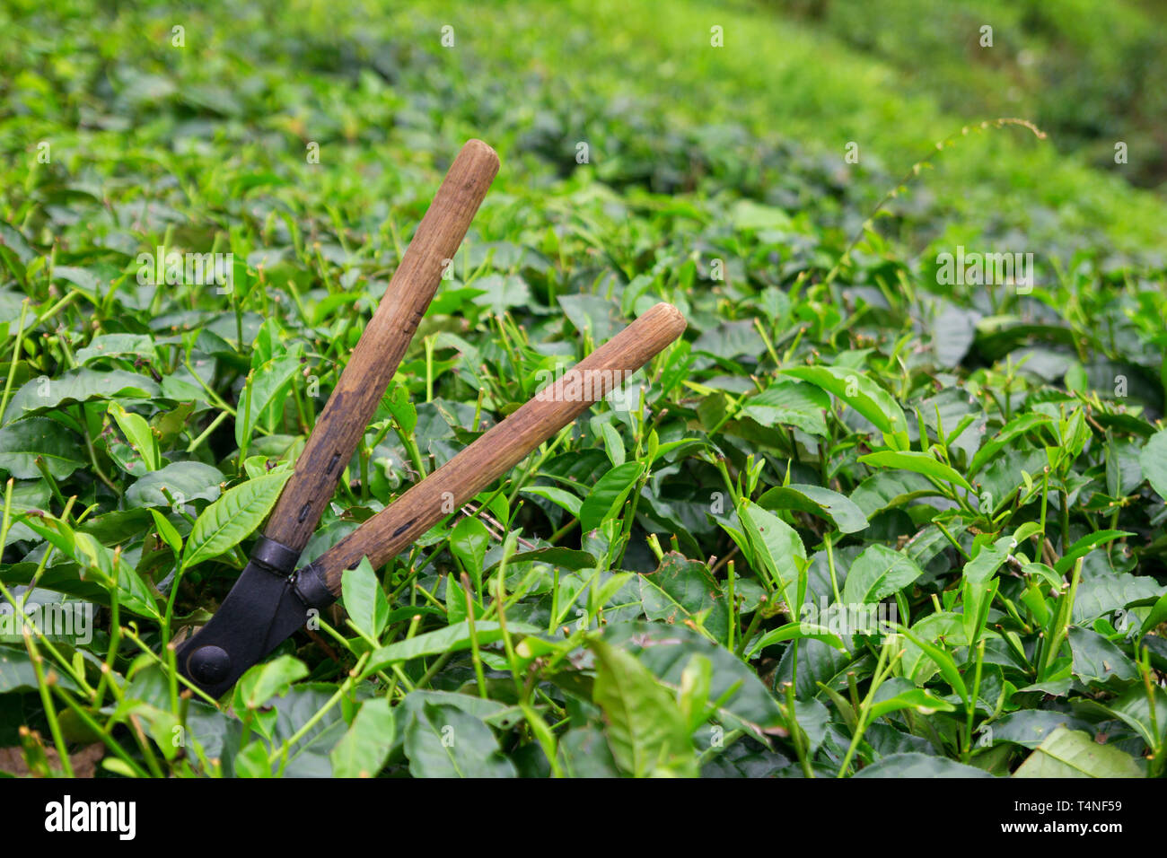 Tè Forbici per taglio su una boccola sulla piantagione di tè a Cameron Highlands, Malaysia Foto Stock