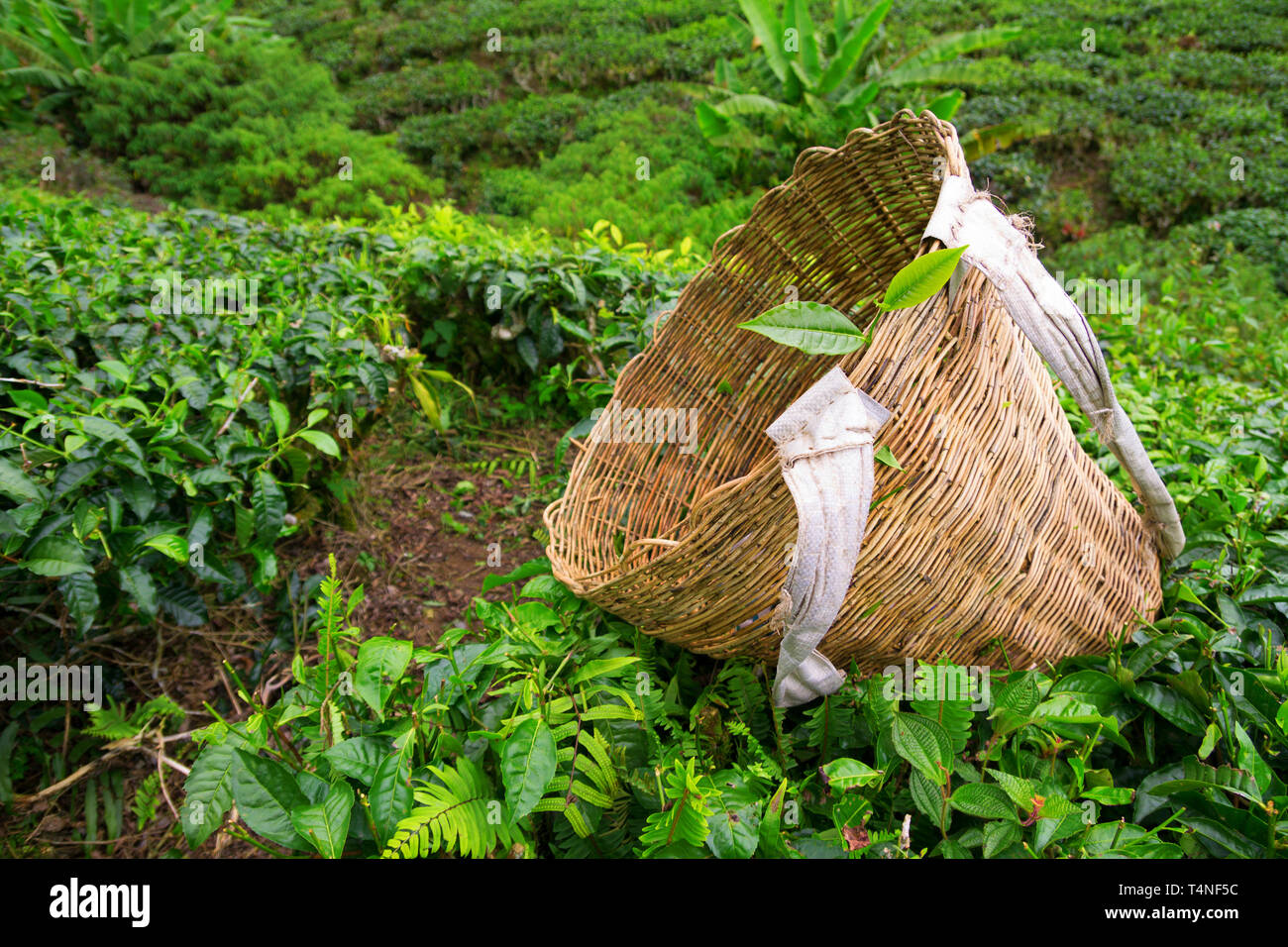 Raccoglitrice di tè sacchetto con foglie fresche su una boccola sulla piantagione di tè a Cameron Highlands, Malaysia Foto Stock
