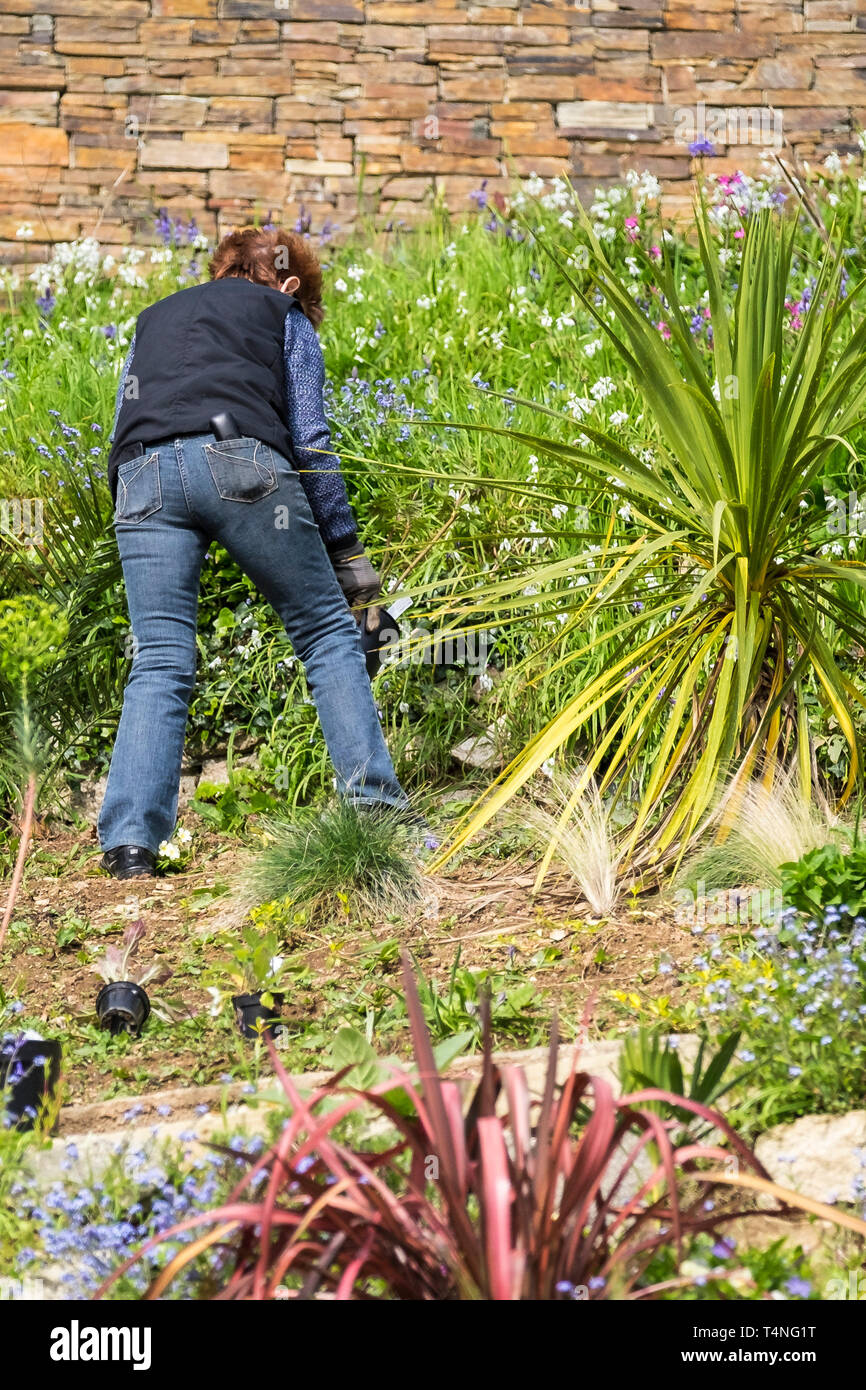 Una donna che lavora su un giardino in pendenza. Foto Stock