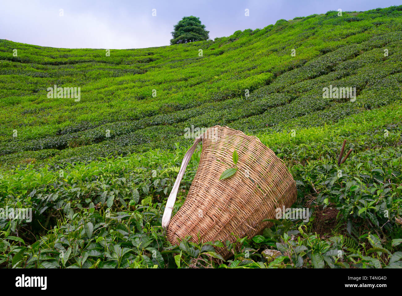 Raccoglitrice di tè sacco e forbici con foglie fresche su una boccola sulla piantagione di tè Foto Stock
