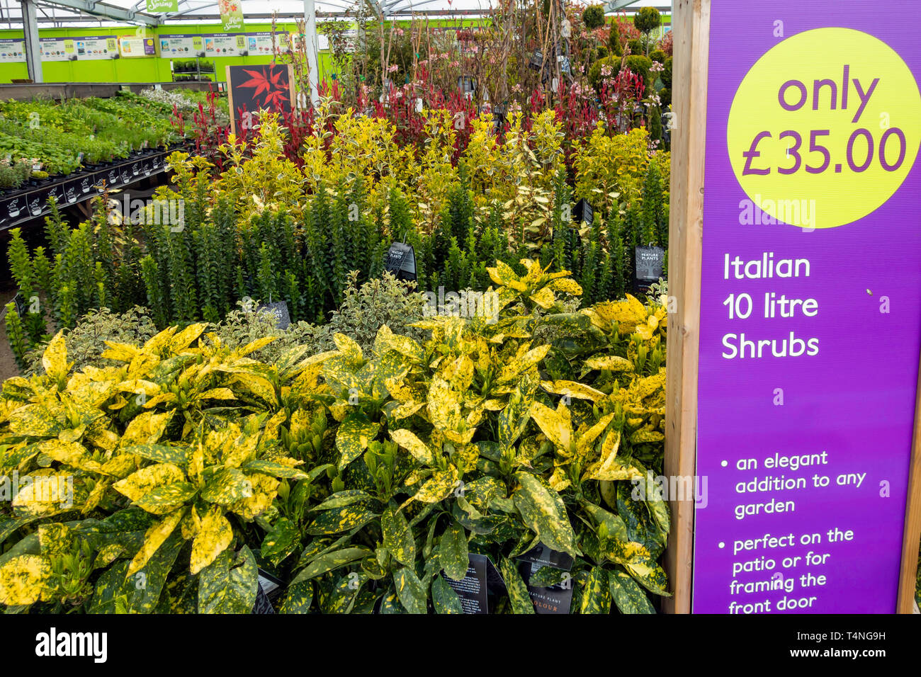 Un giardino display di centro di 10 Litro italiano arbusti decorativi per la vendita in primavera a £ 35 ciascuno Foto Stock