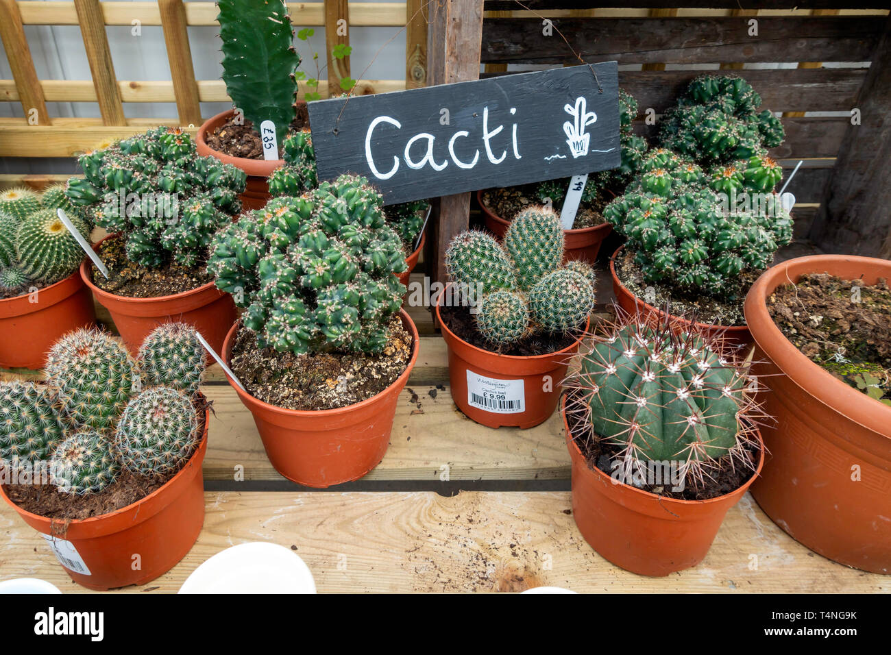 Un centro giardino visualizzazione dei vasi di cactus in vendita in primavera Foto Stock Un centro giardino visualizzazione dei vasi di cactus in vendita in primavera Foto Stock