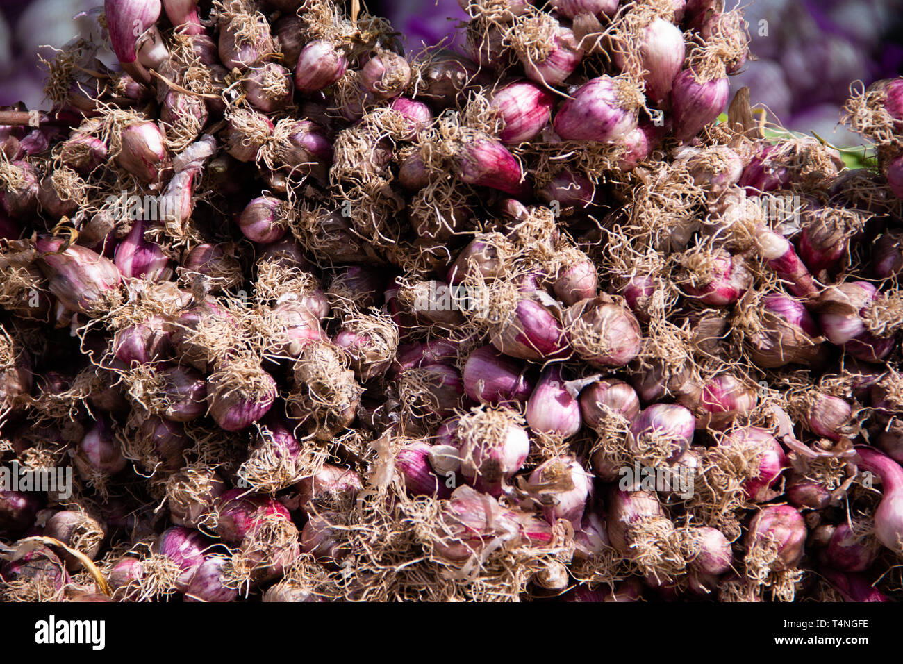Un fascio di aglio fresco capi sdraiato su un vendor' stand Foto Stock