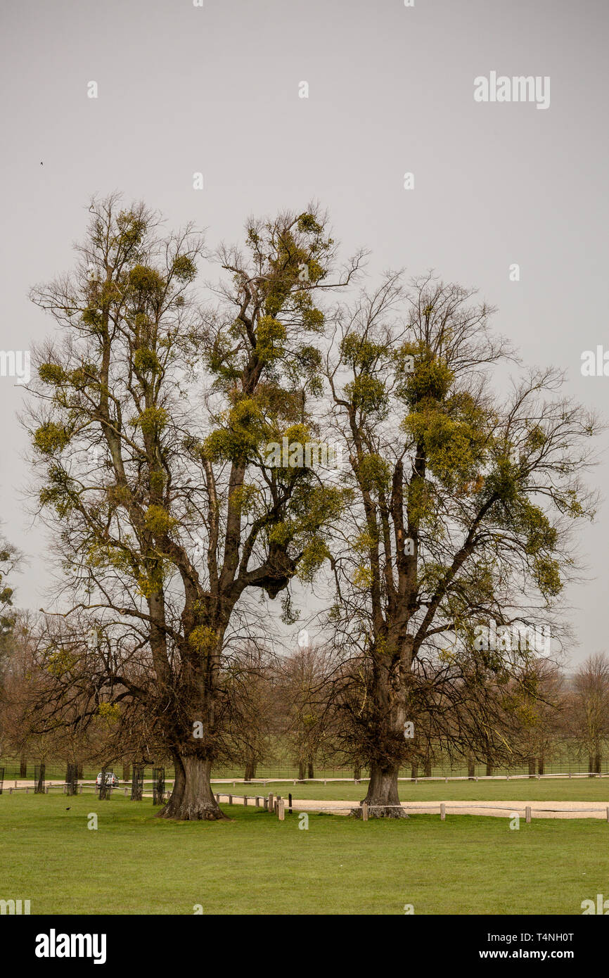 Vischio sfere alto in alberi visiible in primavera Foto Stock