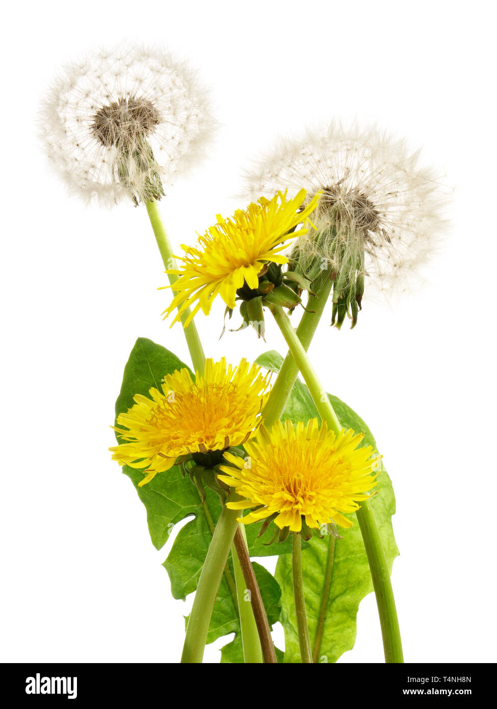 Tovaglia, Fantasia Fiori Messicani, 100% Cotone, 140x240 Cm - Foto 4