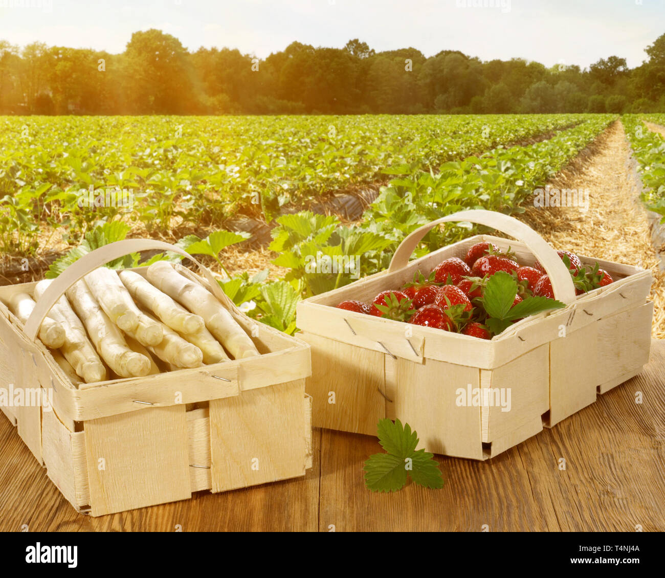 Il raccolto di fragole e asparagi Panoram Foto Stock