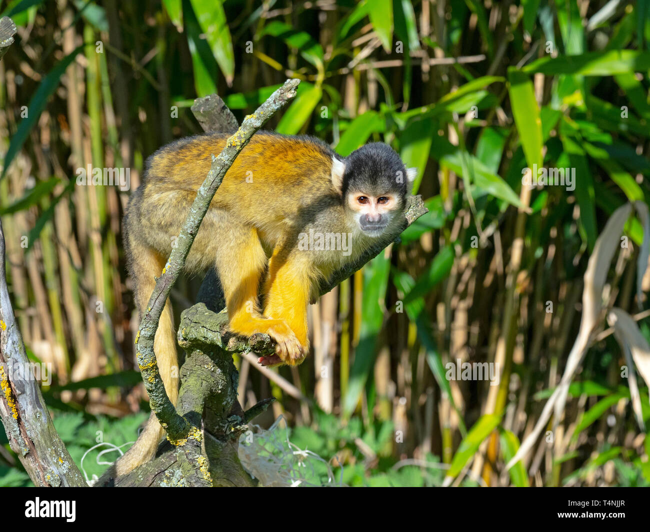 Nero-capped Scimmia di scoiattolo Saimiri boliviensis captive ritratto Foto Stock