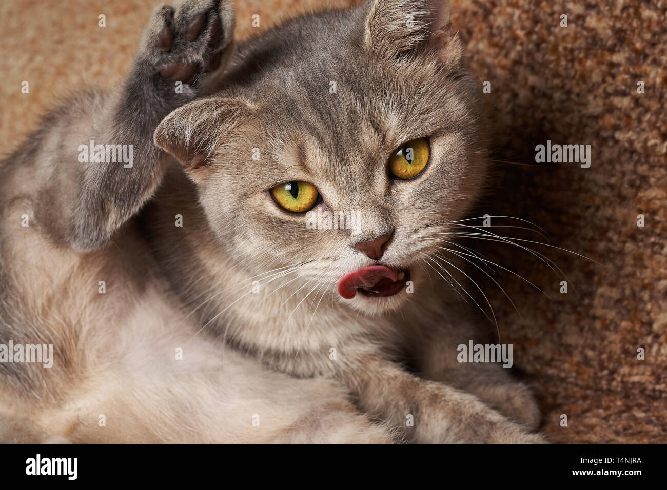 Gatto grigio con gli occhi gialli lavaggi lingua rossa. Foto Stock