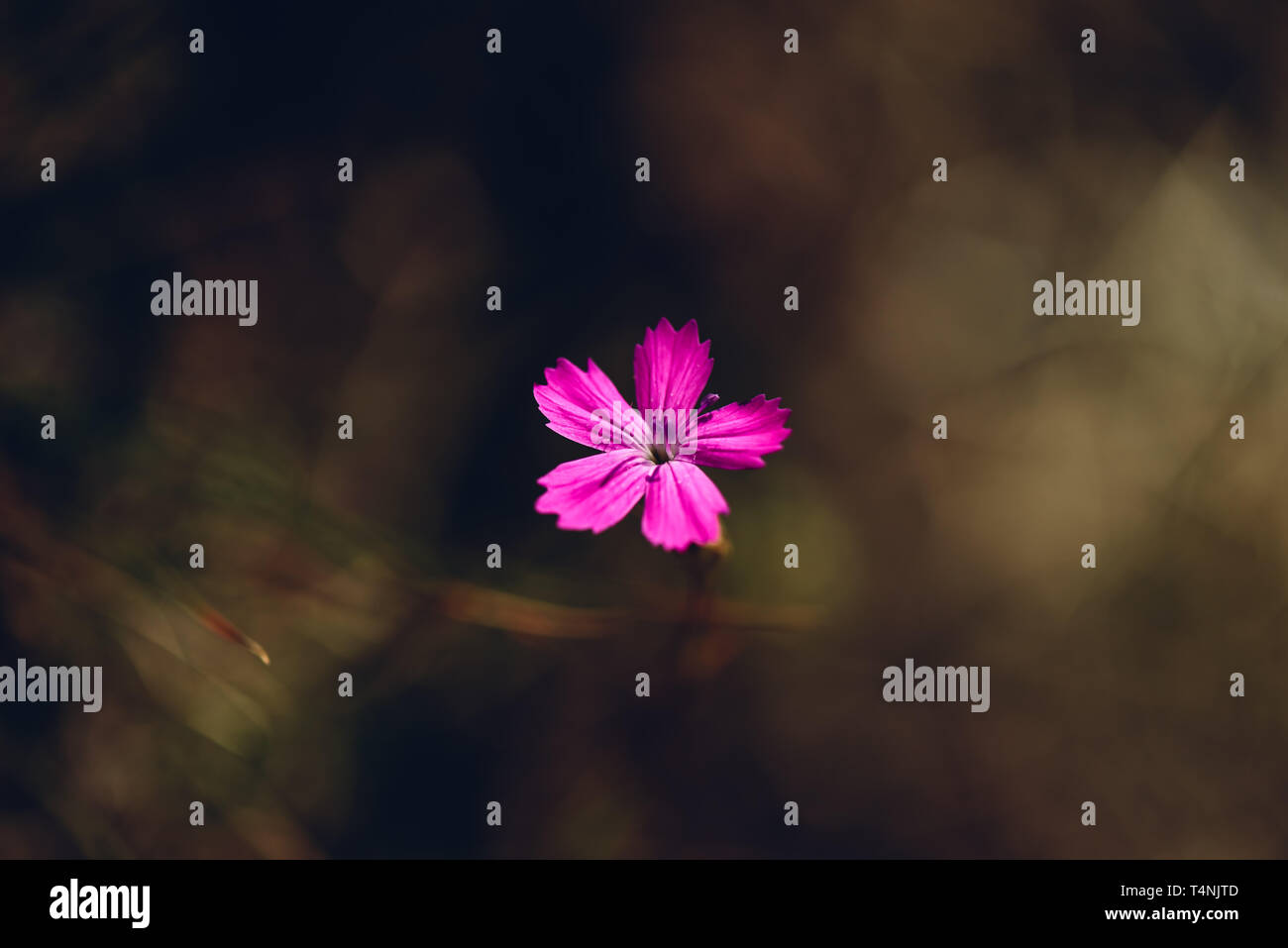 Fiore di dianthus rosa sul prato Foto Stock