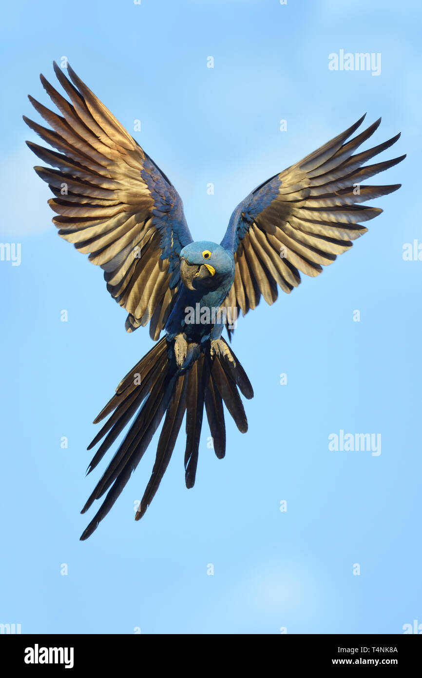Raro Ara Giacinto (Anodorhynchus hyacinthinus) battenti nel Pantanal Foto Stock