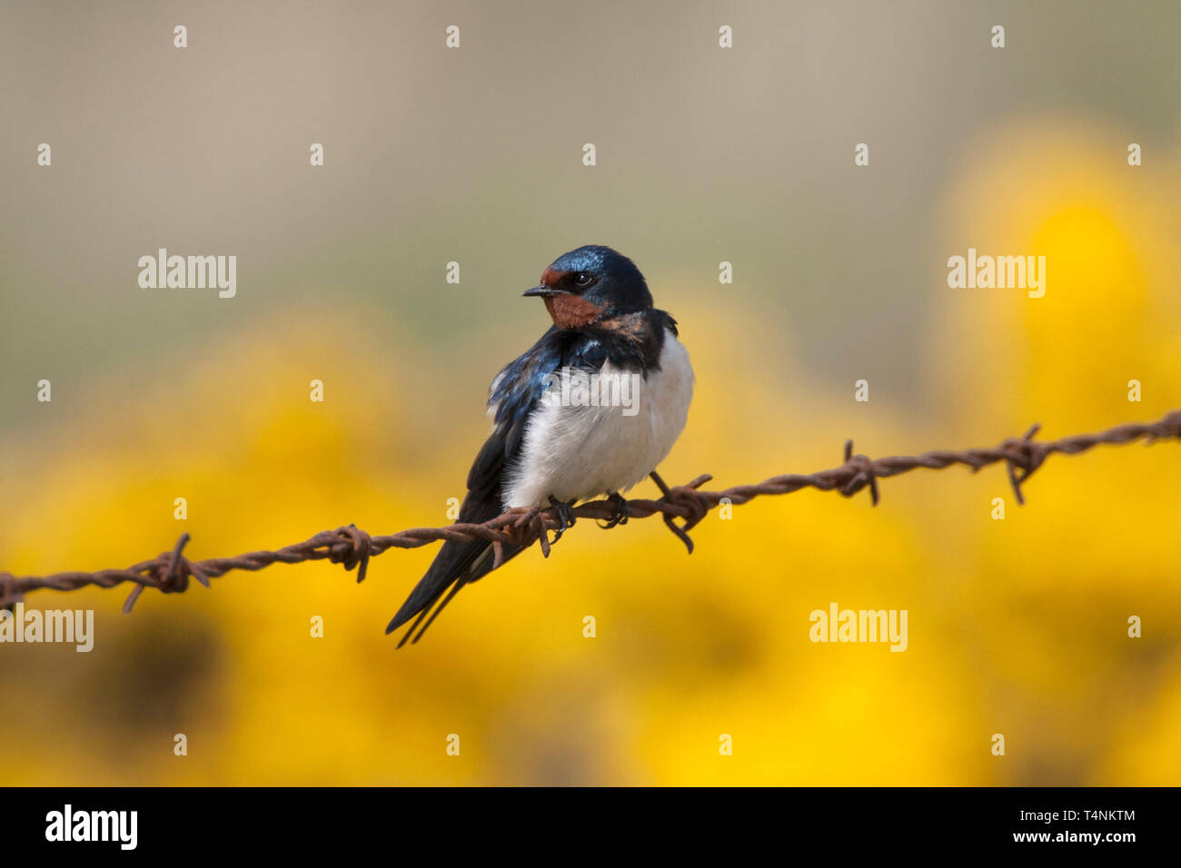 Barn Swallow, Hirundo rustica, singolo adulto appollaiato sul filo spinato. Presa può. Minsmere, Suffolk, Regno Unito. Foto Stock