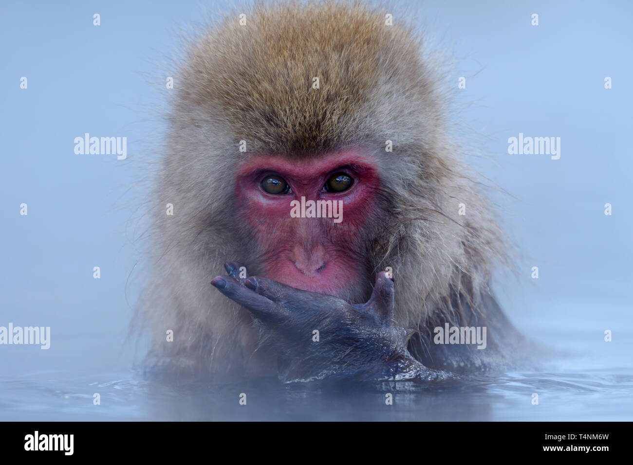 Macaque giapponese (Macaca fuscata) la balneazione in primavera calda in corrispondenza di Jigokudani Foto Stock