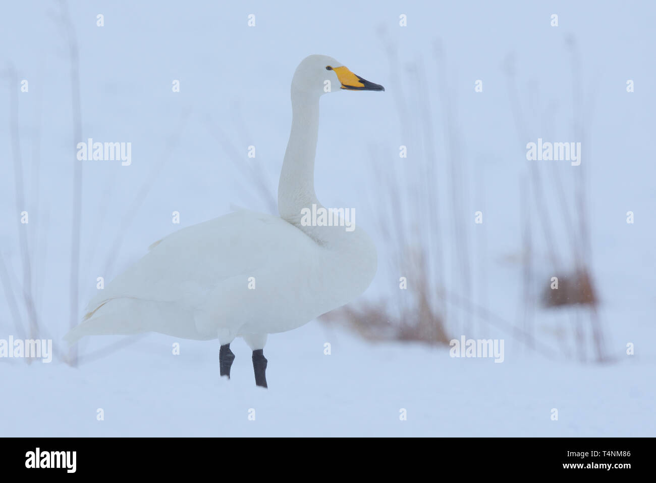 Whooper Swan (Cygnus Cygnus) nella neve Foto Stock