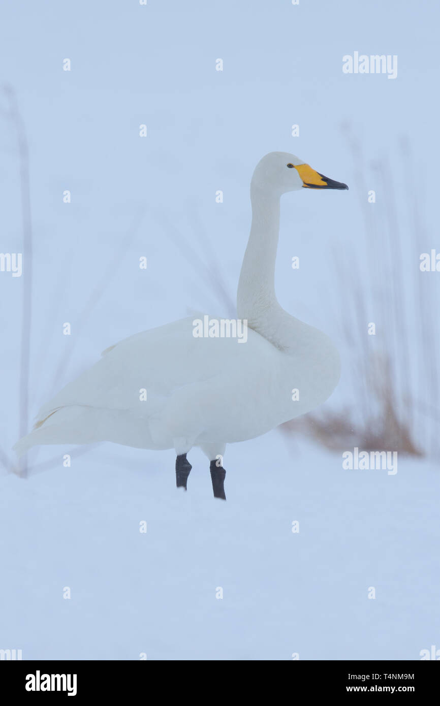 Whooper Swan (Cygnus Cygnus) nella neve Foto Stock