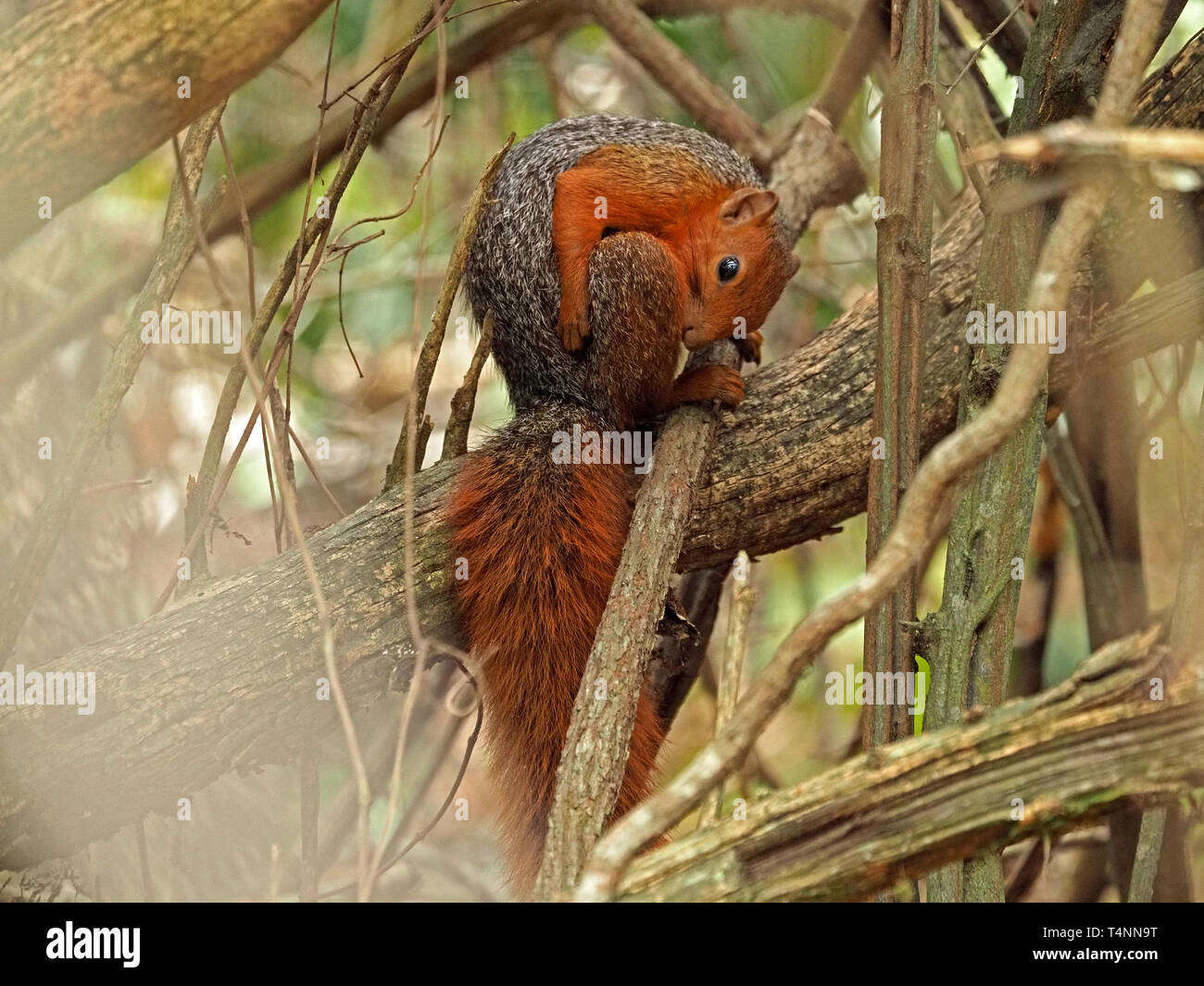 Boccola di rosso o di scoiattolo rosso-costa panciuto scoiattolo (Paraxrus palliatus) di pulizia la sua pelliccia in alberi di Arabuko Sokoke forest coastal Kenya, Africa Foto Stock