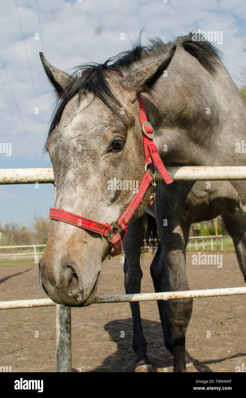 Grigio a testa di cavallo. Close up. Vista laterale. Foto Stock