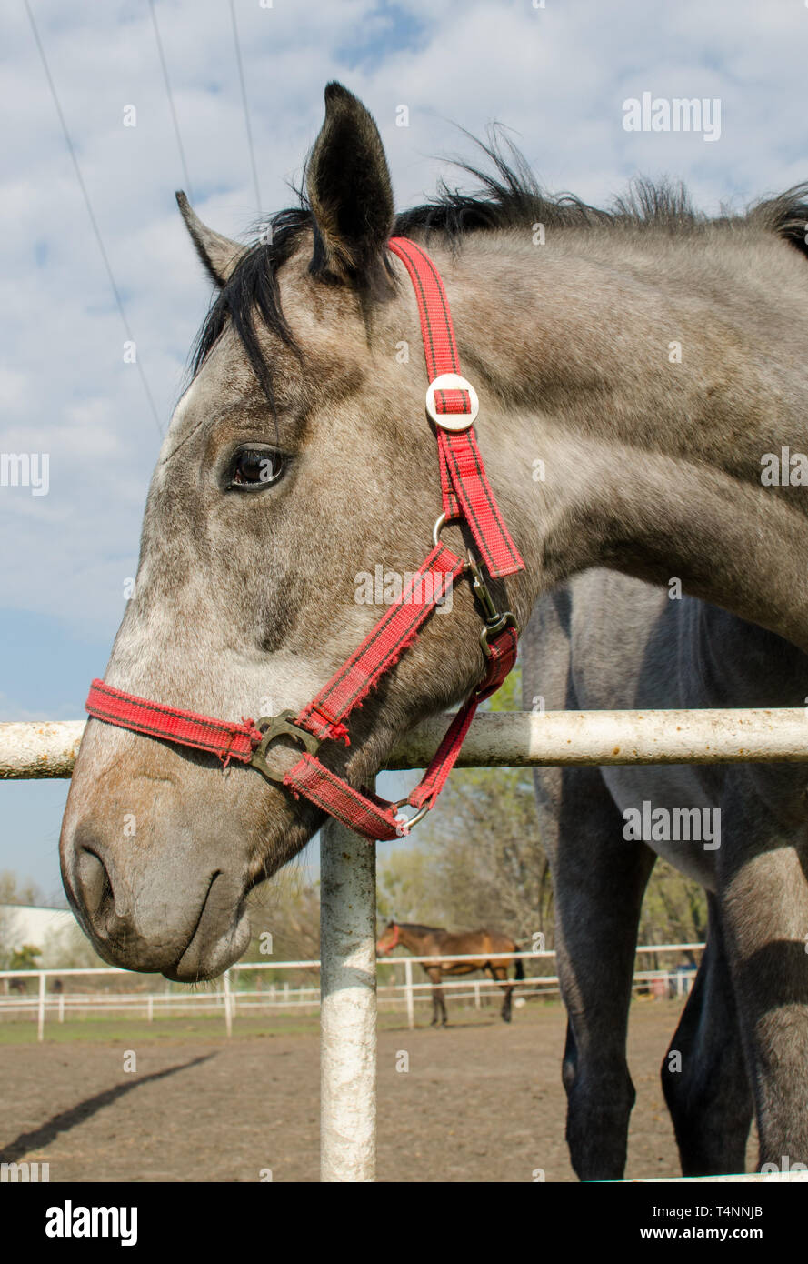 Grigio a testa di cavallo. Close up. Vista laterale. Foto Stock