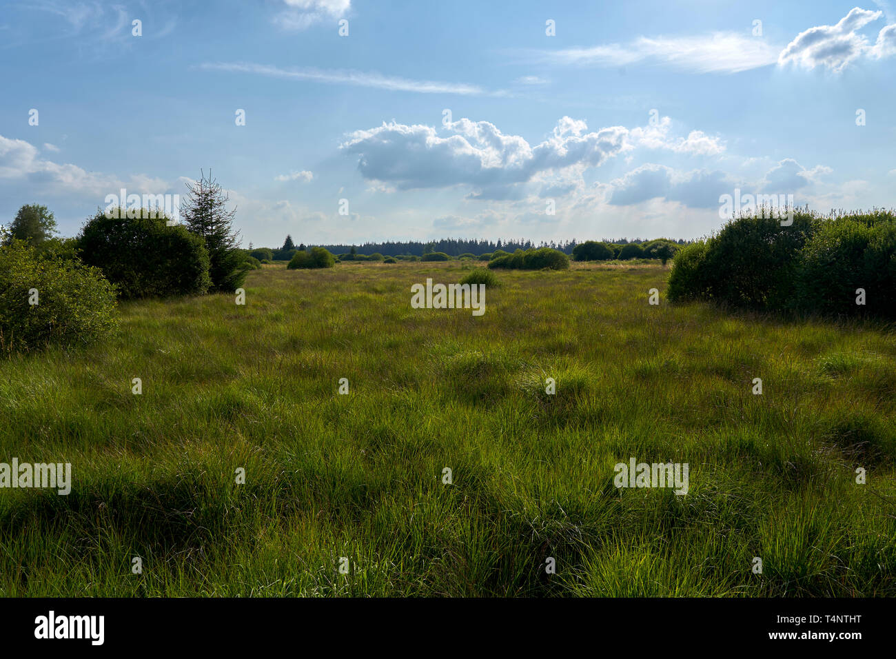 Hohes Venn alto moor Foto Stock