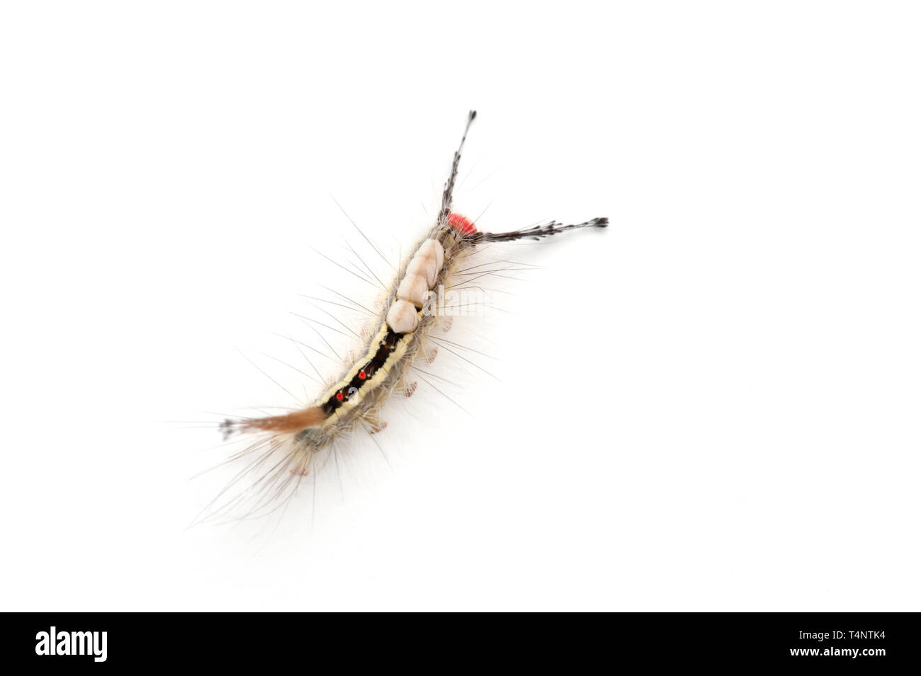 Studio dettagliato fotografia di bianco-contrassegnato Tussock Moth caterpillar Foto Stock
