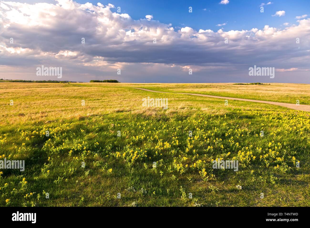 Prairie Field Grassland Landscape Yellow Springtime Wildflowers Blooming. Parco naturale urbano di nose Hill Calgary, Alberta, ai piedi delle Montagne Rocciose canadesi Foto Stock