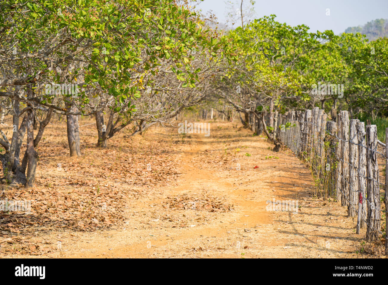 Anacardi albero giardino con staccionata in legno a Tay Nguyen, altipiani centrali del Vietnam Foto Stock