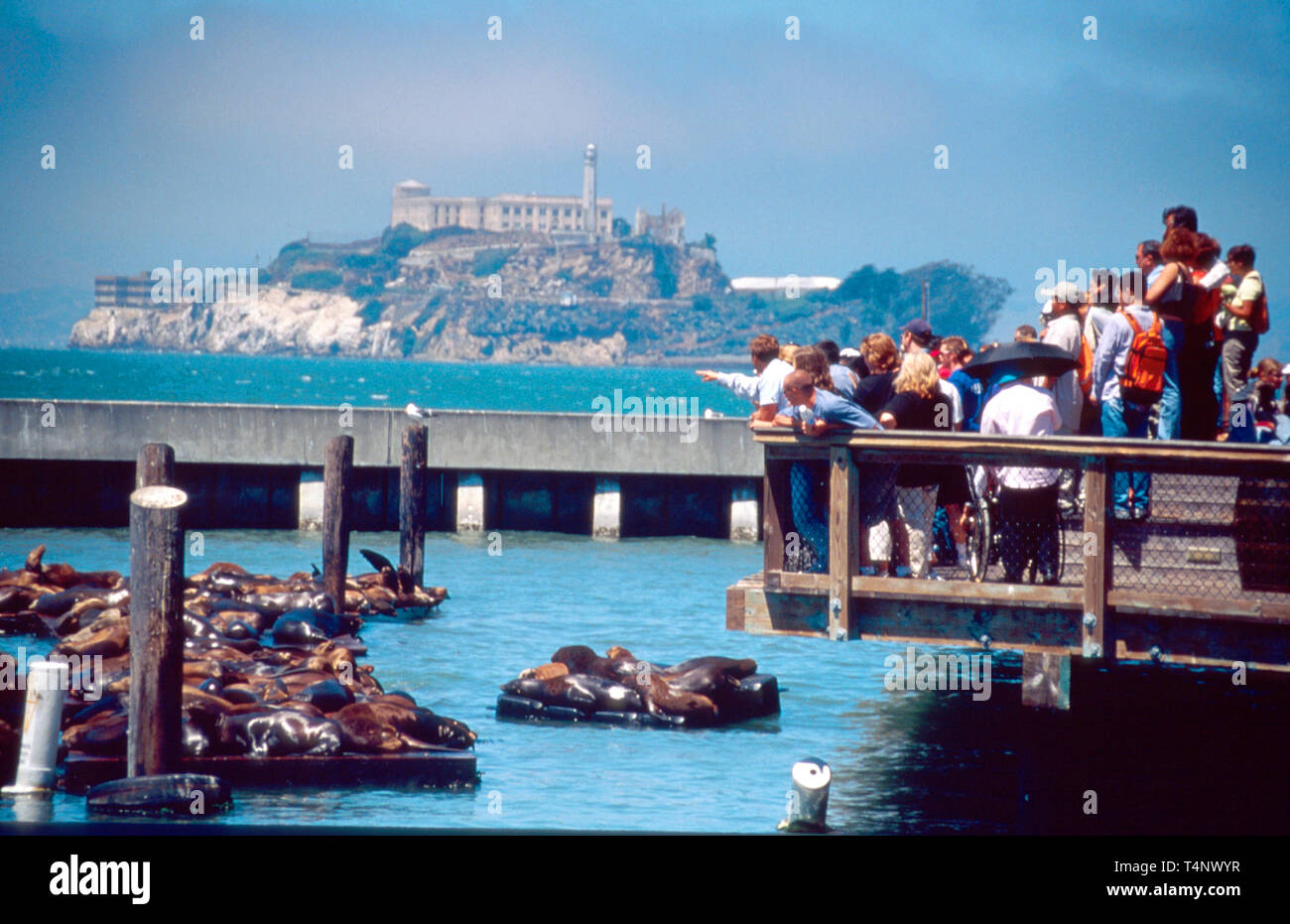 California Golden state, Pacific Coast, San Francisco, Pier 39,400+ leoni marini, isola di Alcatraz, CA208 Foto Stock