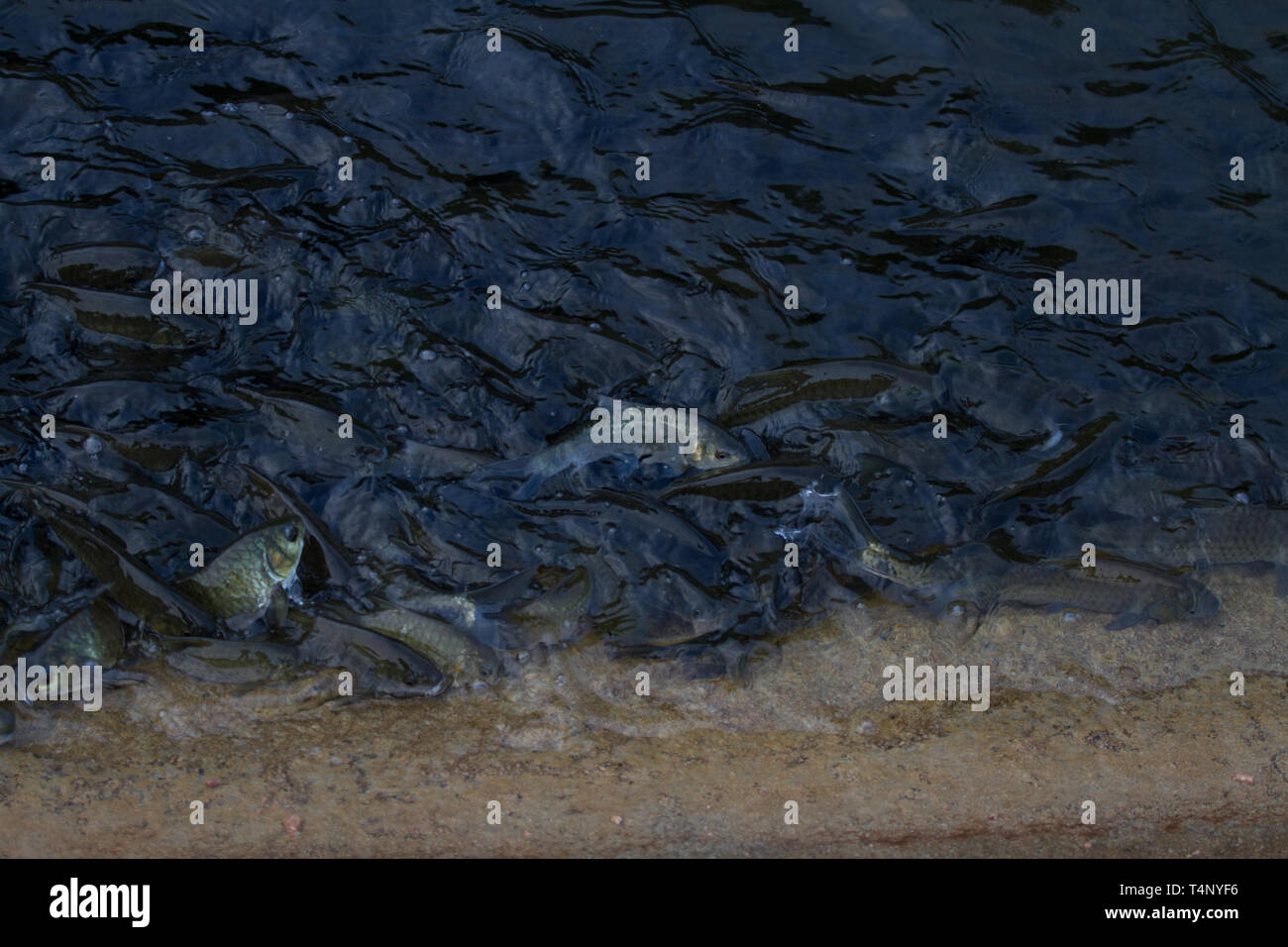 Delirante secca di nutrire i pesci di superficie di acqua. Sri Lanka Foto Stock