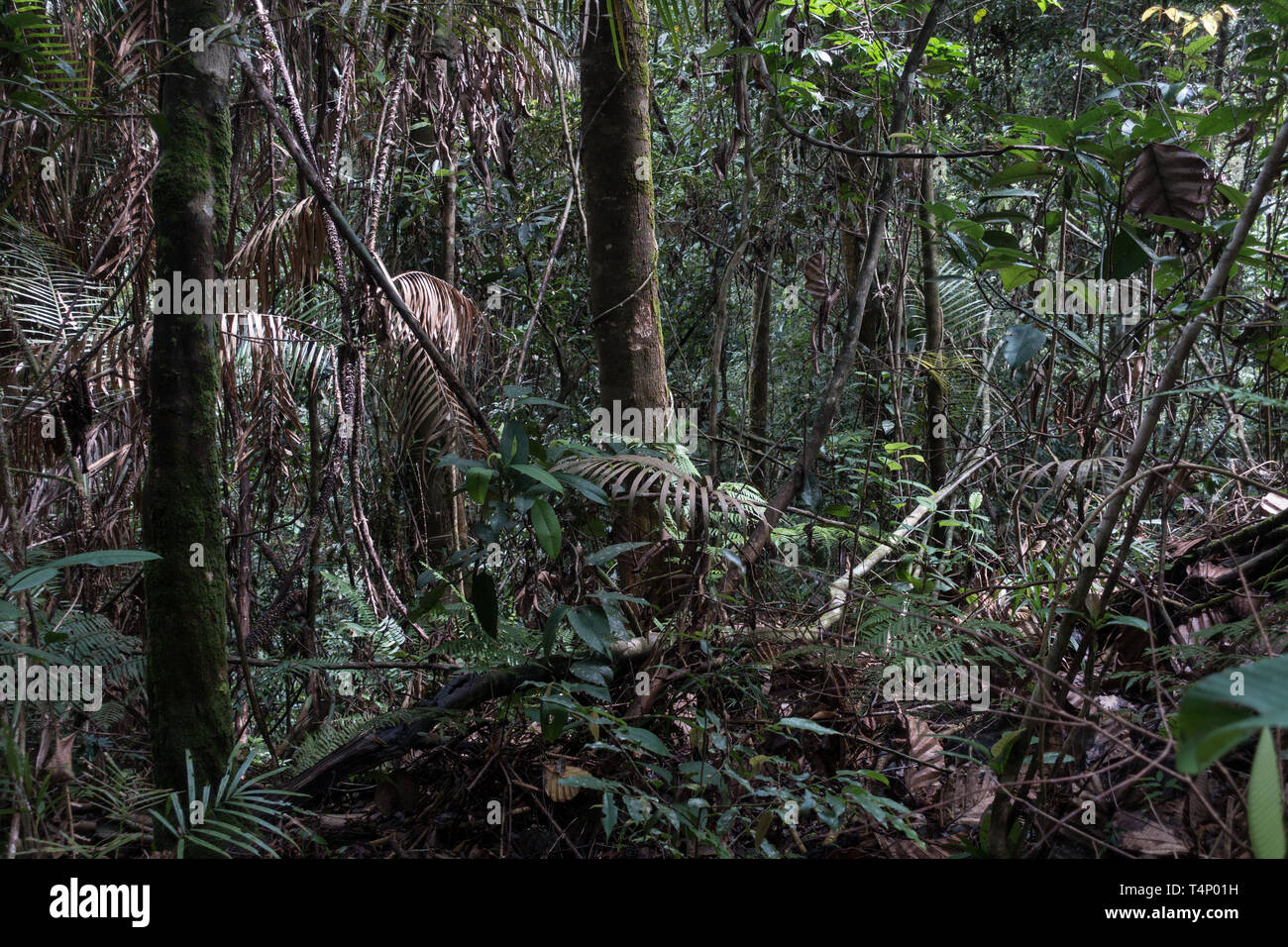 Sinharaja Forest. Lo Sri Lanka. Foto Stock