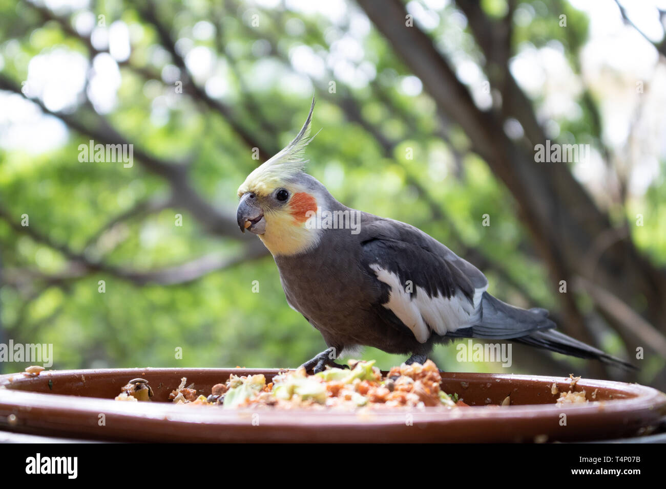 Cockatiel mangiare cereali al di fuori di un vaso Foto Stock