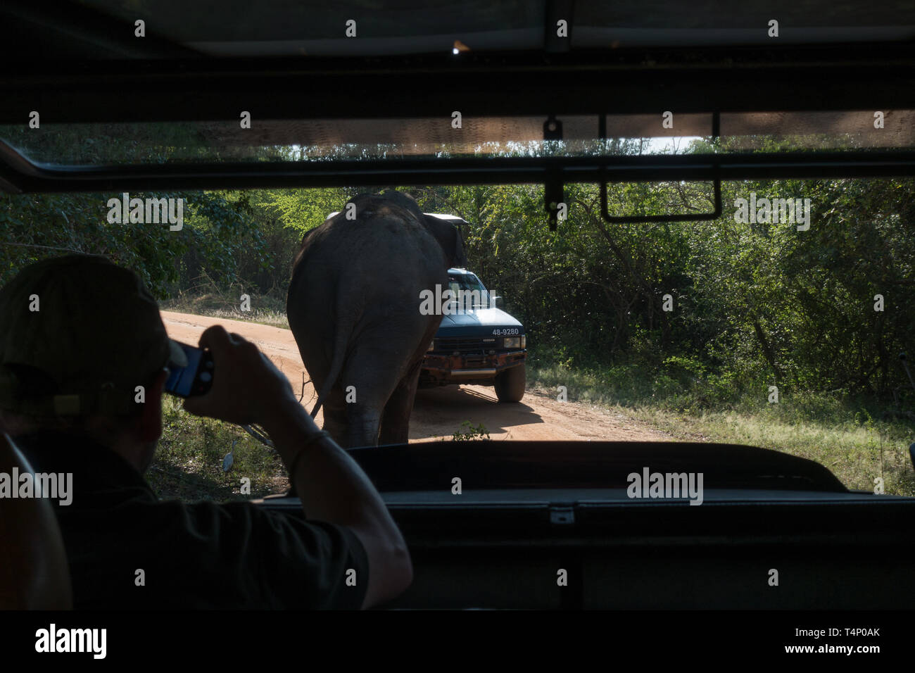 I turisti a guardare Elelphants da jeep in Udawalawe parco nazionale. Sri Lanka Foto Stock