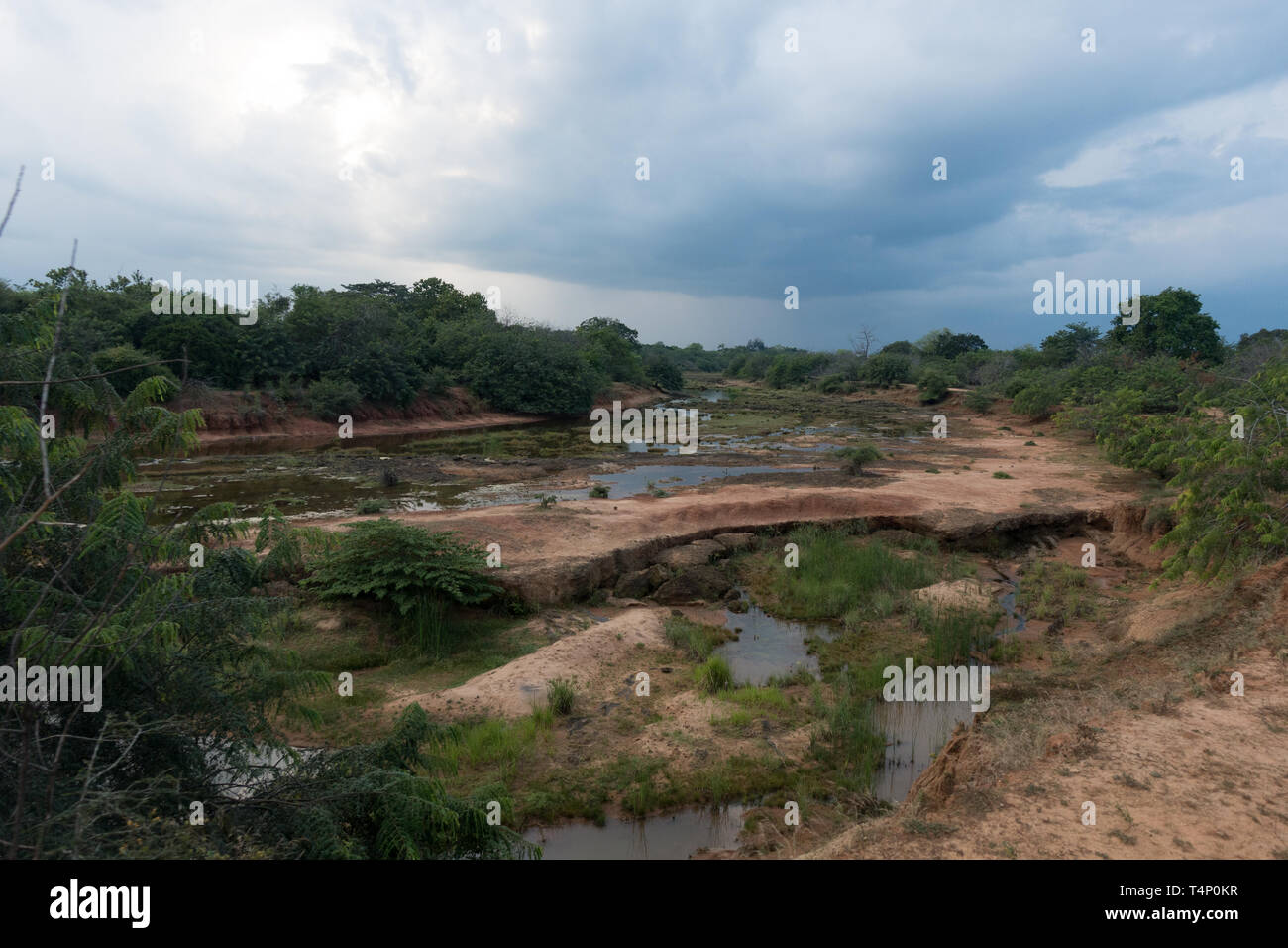 Habitat fluviale. Yala National Park. Sri Lanka Foto Stock