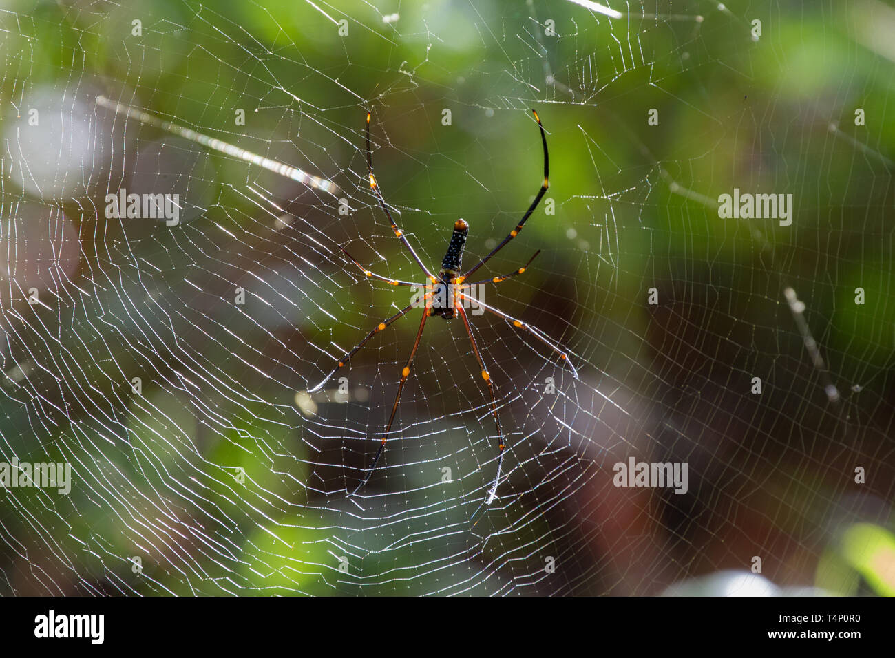 Ragno di grandi dimensioni sul web. Lo Sri Lanka. Foto Stock