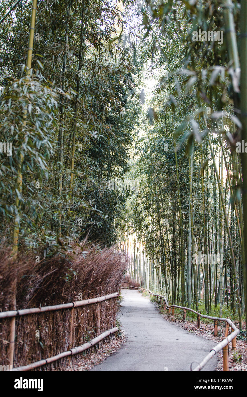 Foresta di Bamboo ad Arashiyama a Kyoto, Giappone Foto Stock