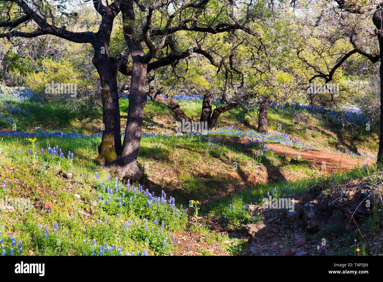 Texas Hill Country nella colorata fioritura di primavera Foto Stock