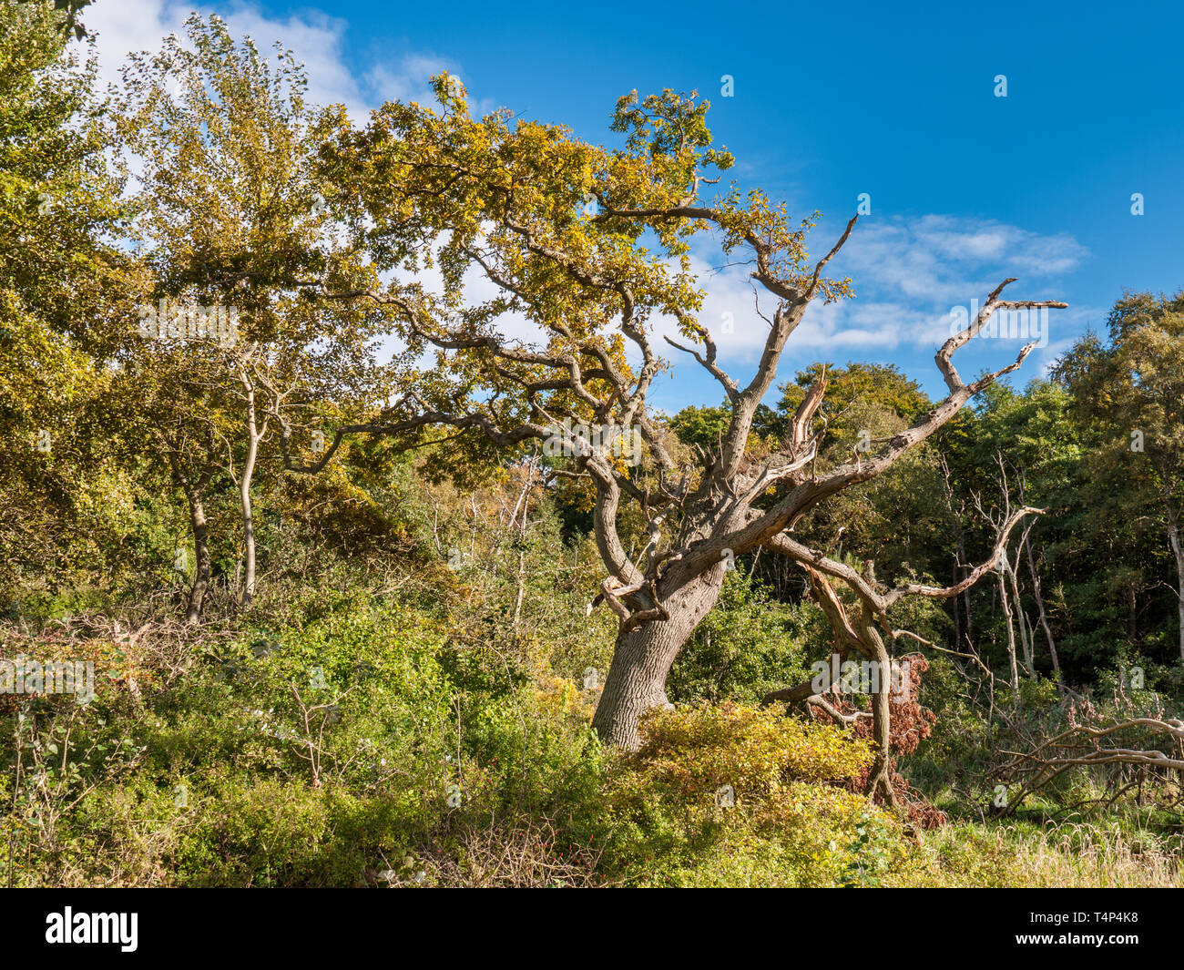 Vecchio albero nella foresta vicino al Mar Baltico sull'isola Langeland, Danimarca Foto Stock