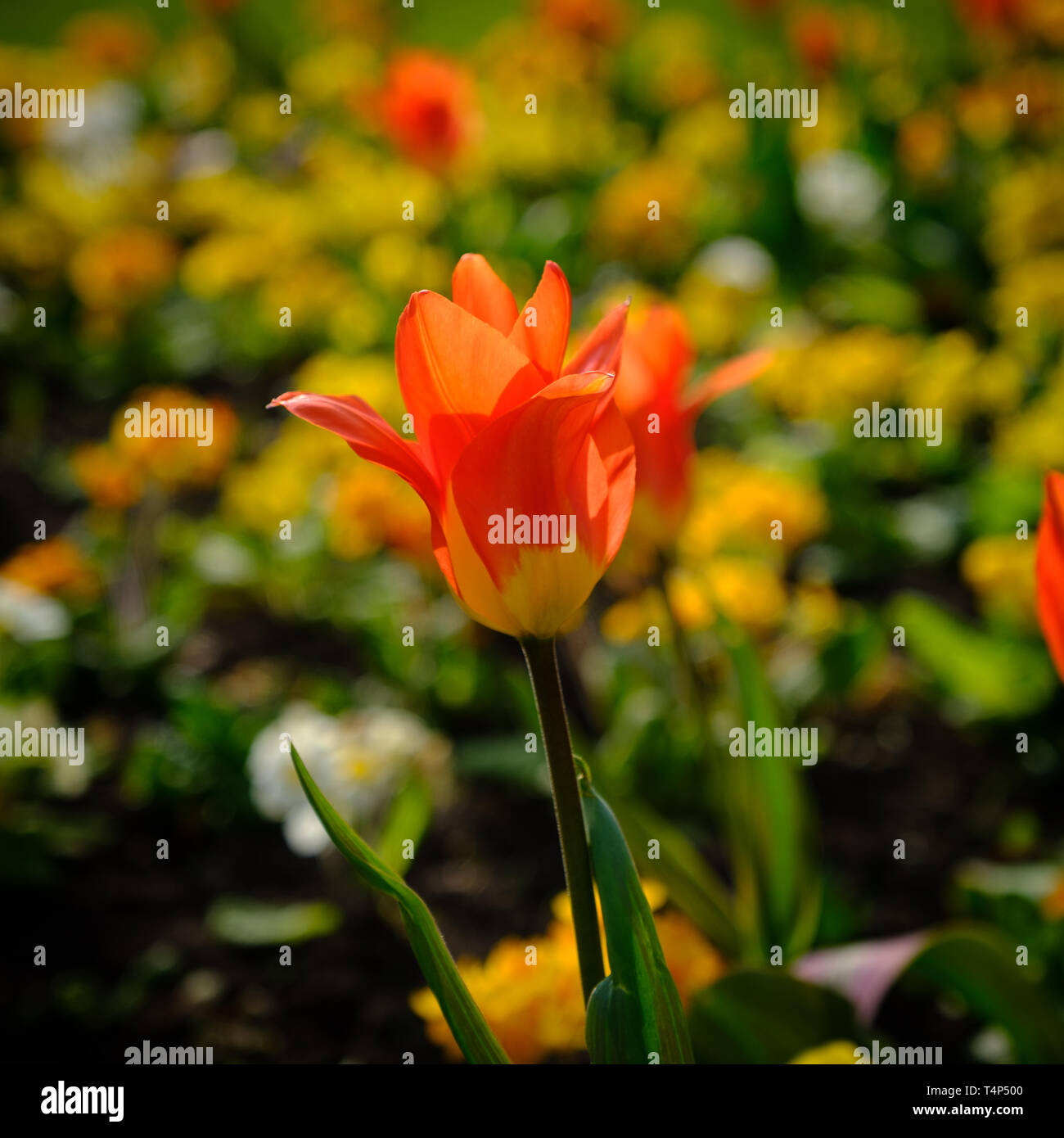 Arancione e il tulipano giallo in primavera Foto Stock