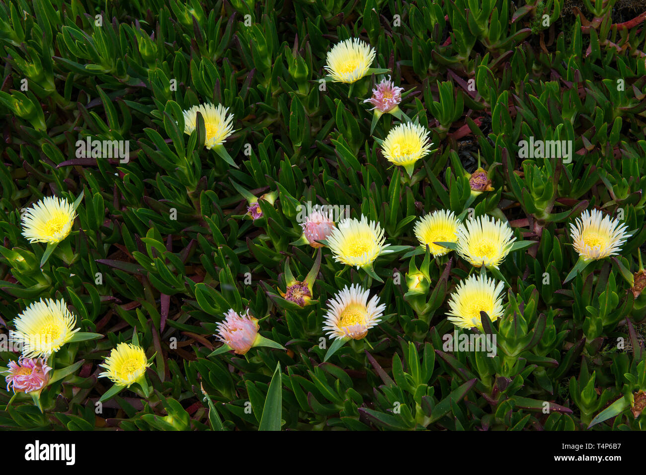 Carpobrotus edulis fiori, piante invasive, Serra de Sintra, costa di Lisbona, Portogallo, Europa Foto Stock
